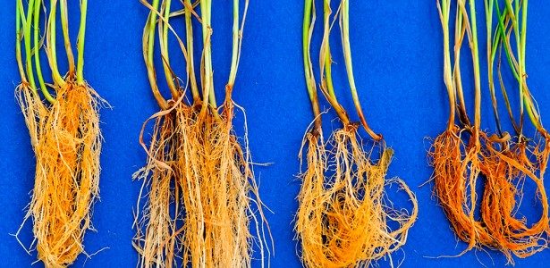 Bactérias formam ‘escudo microbiológico’ e protegem o trigo contra fungo patogênico
